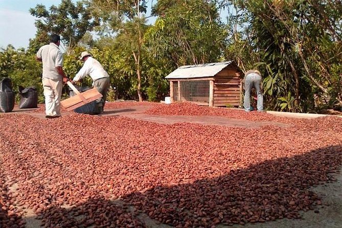 Excursion Day to Cocoa Farm From Guayaquil - Meeting Point and Duration