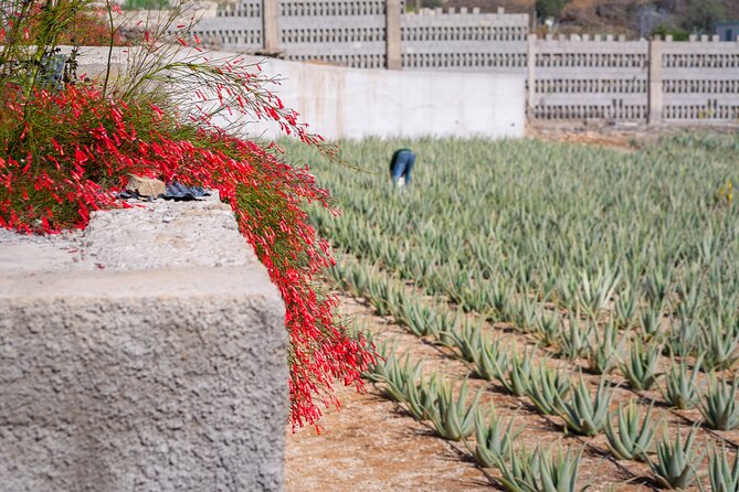 Excursion Visiting Wineries in Tenerife With Lunch - Pickup and Dropoff Information