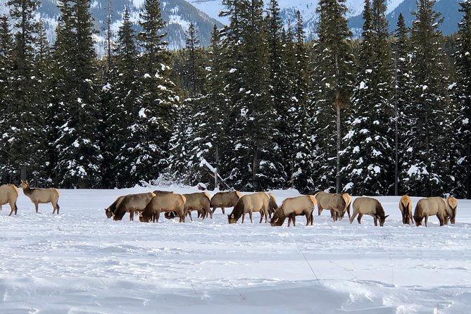 Experience Banff National Park & Lake Louise | Moraine Lake - PRIVATE DAY TOUR - Inclusions and Amenities