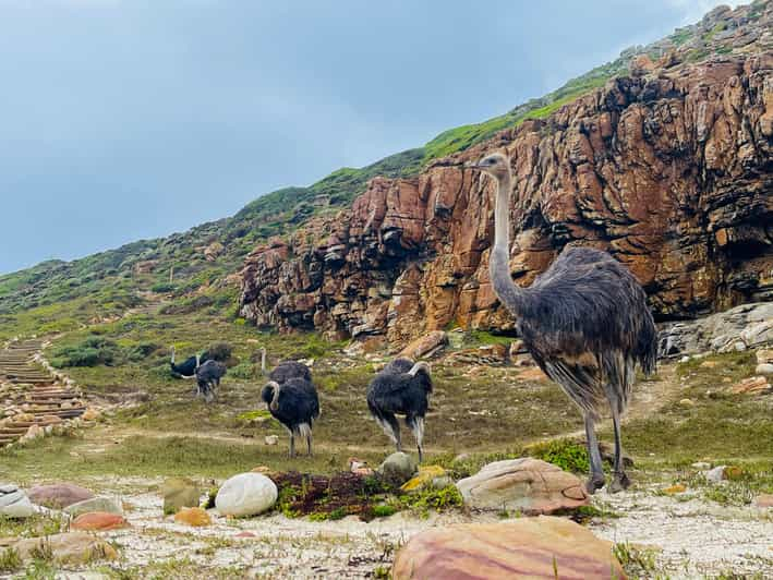 Explore Cape of Good Hope and Boulders Beach: Private Tour - Itinerary Highlights