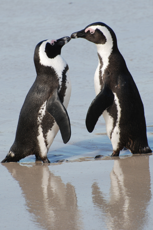 Explore: Cape of Good Hope and Penguins Full-Day Tour - Highlights of the Itinerary