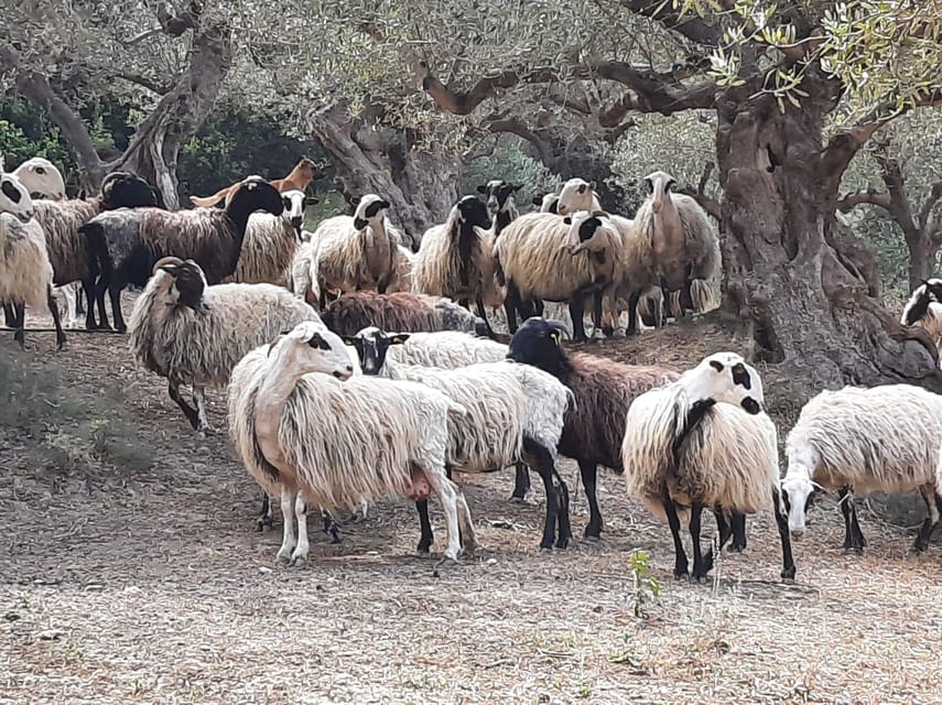 Explore Cretan Villages: Drapanias-Cherethiana-Potamida - Village Exploration