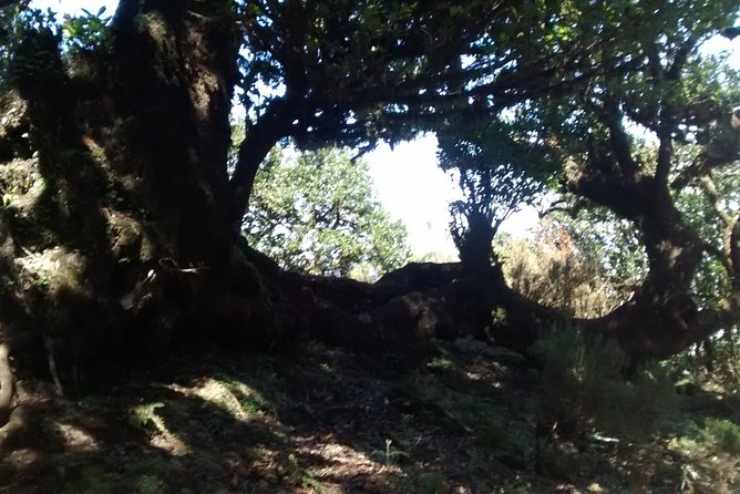 Fanal -Enchanted Forest Private Service - Tour Details and Inclusions