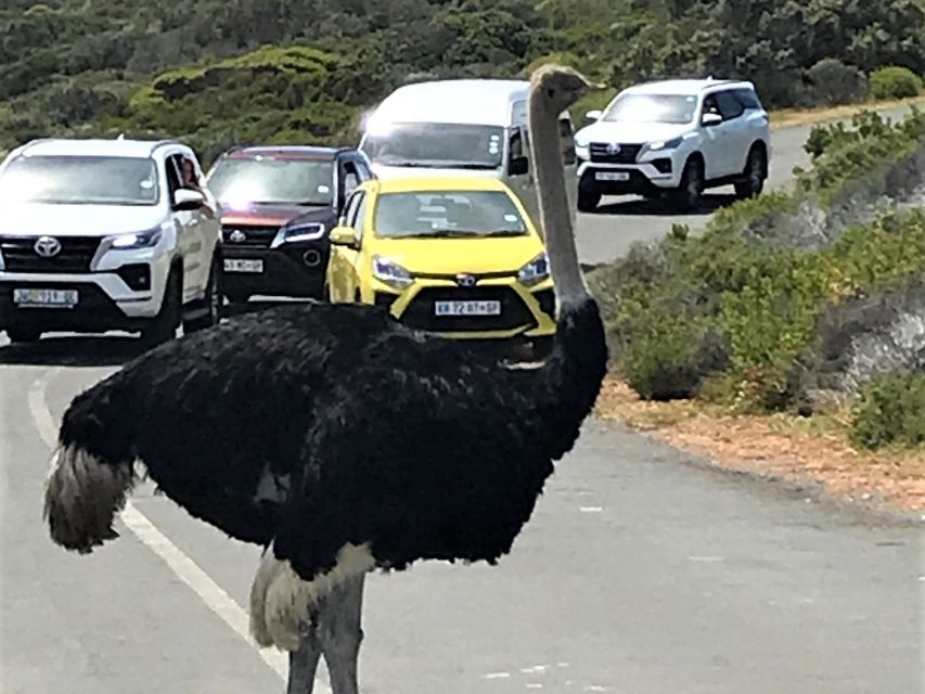 Fascinating Cape Peninsula Experience (Private Tour) - Explore Cape of Good Hope