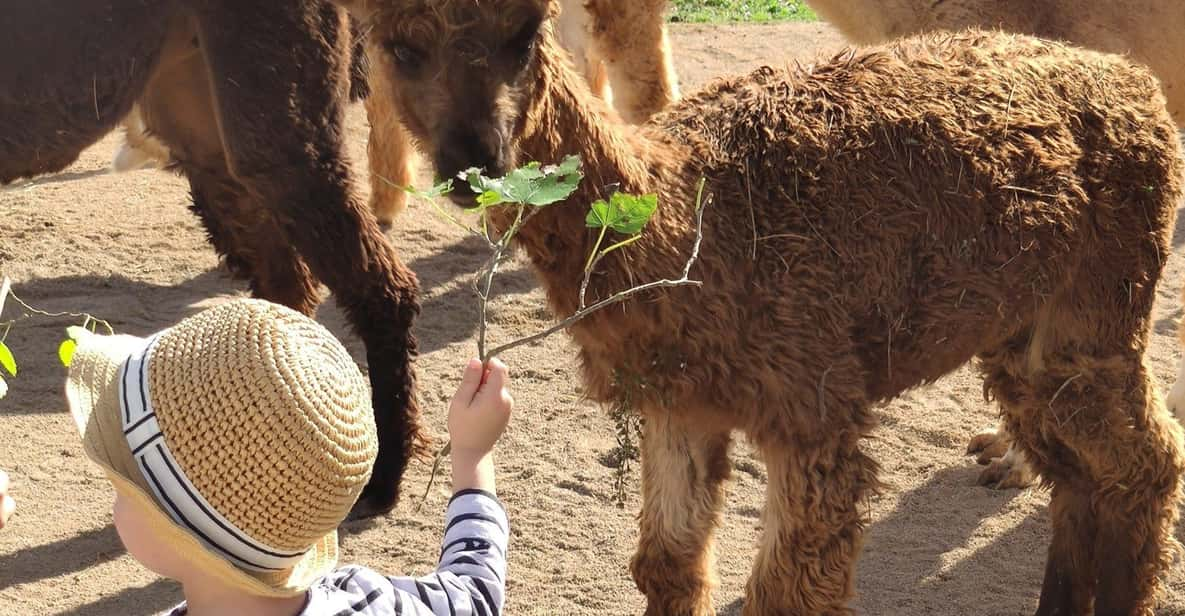 Felanitx, Mallorca: Alpacas Close-Up Experience - Group Size and Language