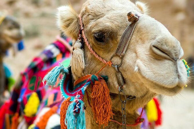 Fethiye Camel Riding at Gosht Town - Cancellation Policy