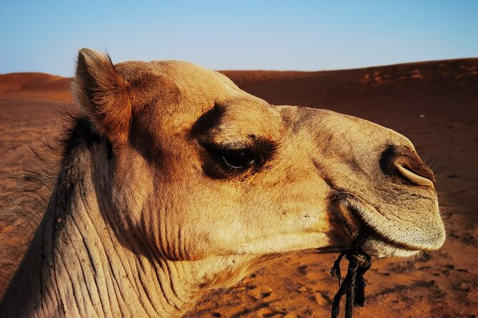 Fez to Merzouga Desert Trip Camel Ride and Night Camp - Camel Ride Through the Stunning Saharan Landscape