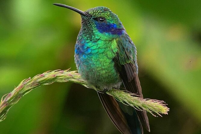 First Steps Into Birding in Monteverde - Navigating to the Birding Hotspot