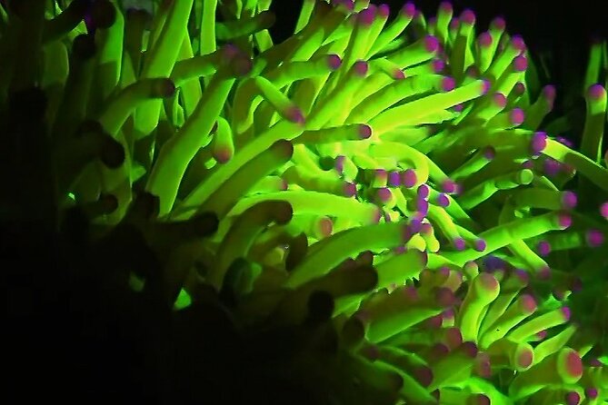 Fluorescent Snorkeling With Ultraviolet Flashlights - Essential Equipment for Participants