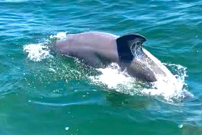 Frisky Mermaid Dolphin + Scenic Bay Sightseeing Tour - Meeting and Pickup Details