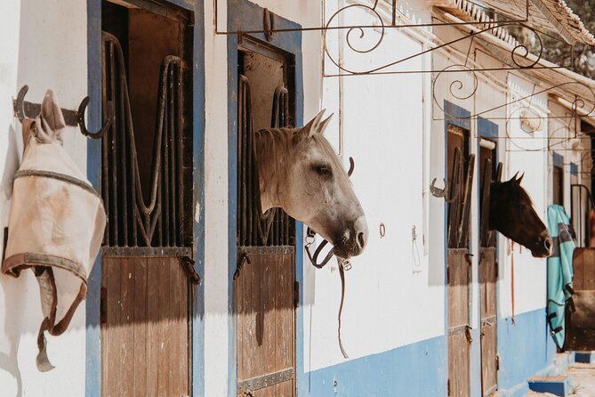 From Albufeira: Half-Day Hidden Gems & Horse Riding Tour - Additional Information