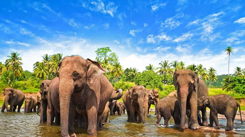 From Arugambay :- Udawalawe National Park Safari Adventure - Itinerary Details