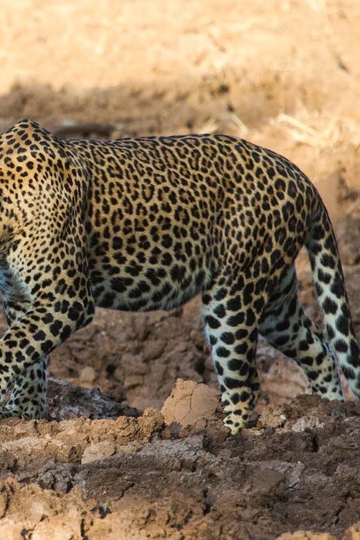 From Arugambay : Yala Safari ( 5 H ) All Inclusive W Lunch - Yalas Leopard Encounters