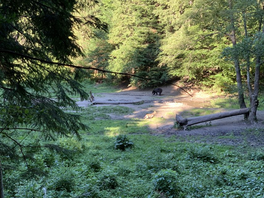 From Brasov: Bear Watching in the Wild - Wildlife Diversity in the Area