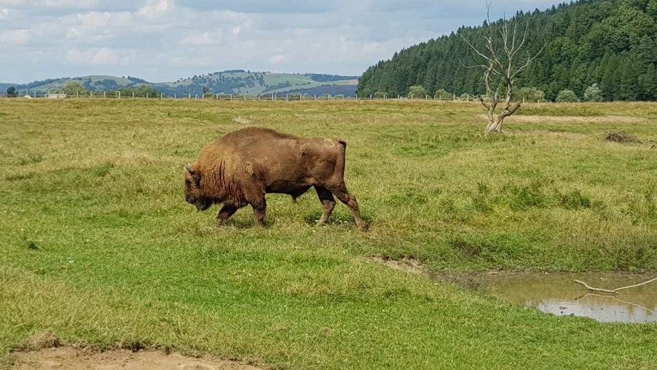 From Brasov: Day Trip to Bison Reserve & Traditional Lunch - Itinerary Highlights