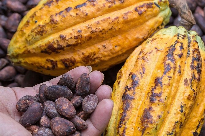 From Cacao to Chocolate: Private Tour in Manta - Chocolate-Making at Creole Cocoa