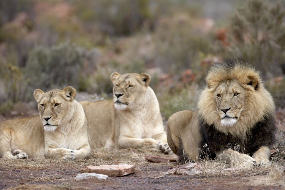 From Cape Town: Big Five Sunset Safari - Booking Information