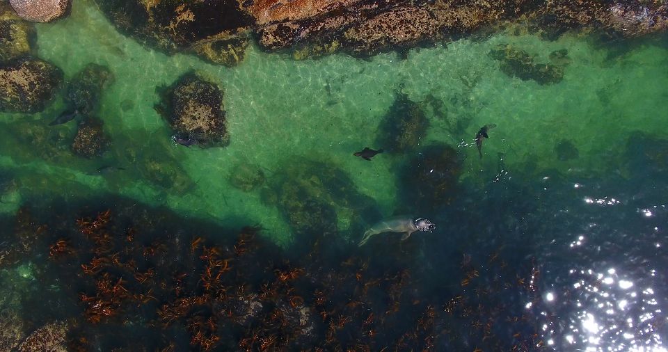 From Cape Town: Glass-Bottom Boat Seal Watching Tour - Highlights of the Seal Watching Experience