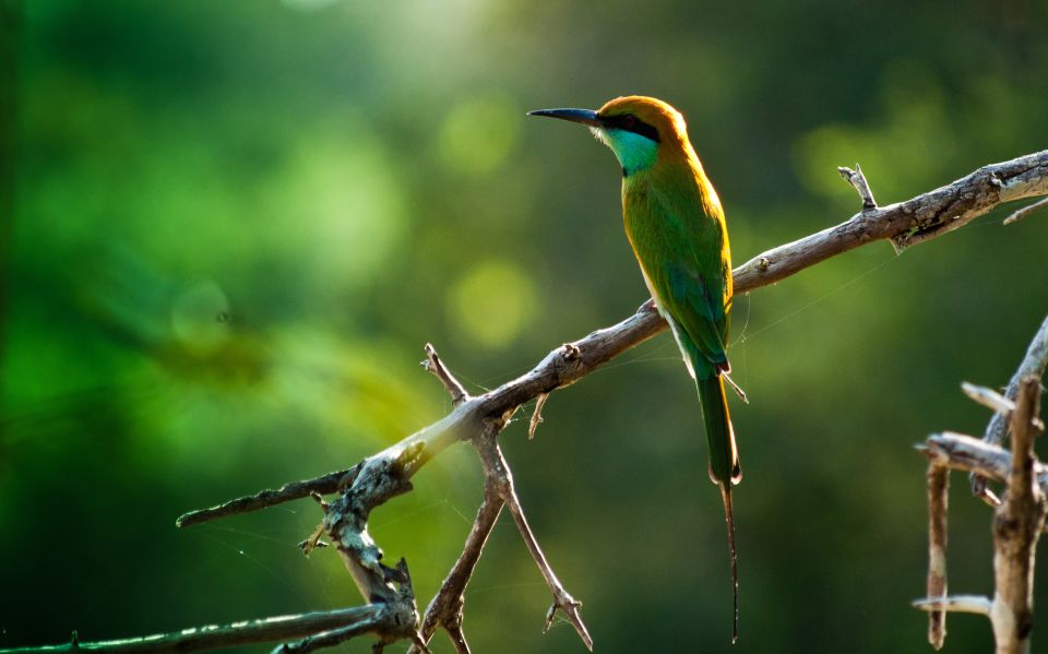 From Colombo: Muthurajawela Sanctuary Bird Watching Tour - Itinerary Details