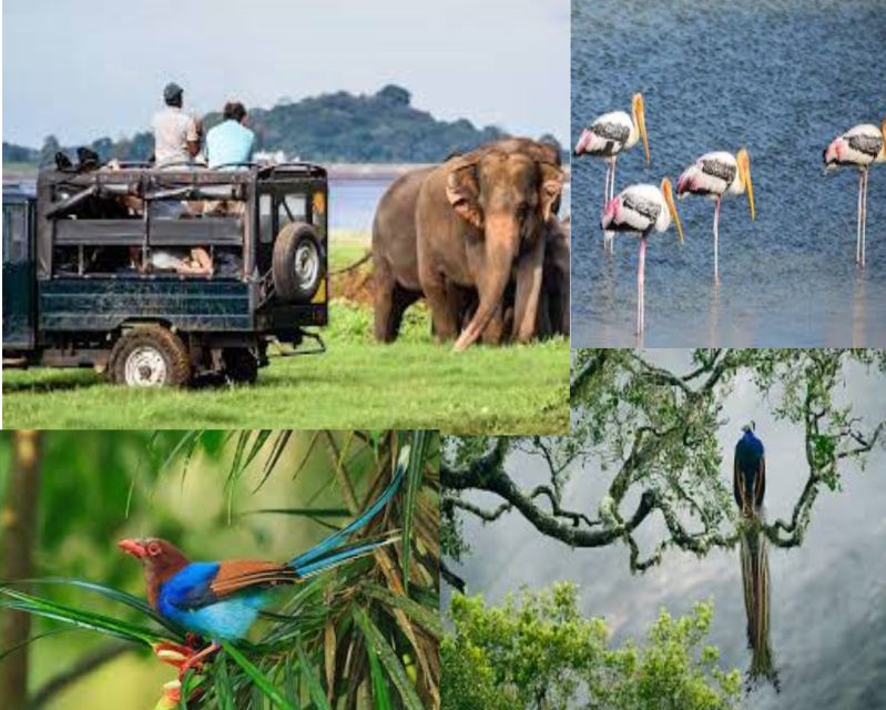 From Colombo To Yala National Park Safari Tour - Pickup and Drop-off Locations