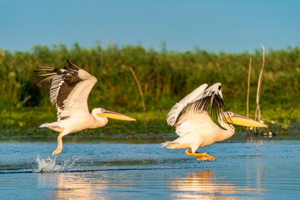 From Constanta: Day Trip to the Danube Delta - Transport Details