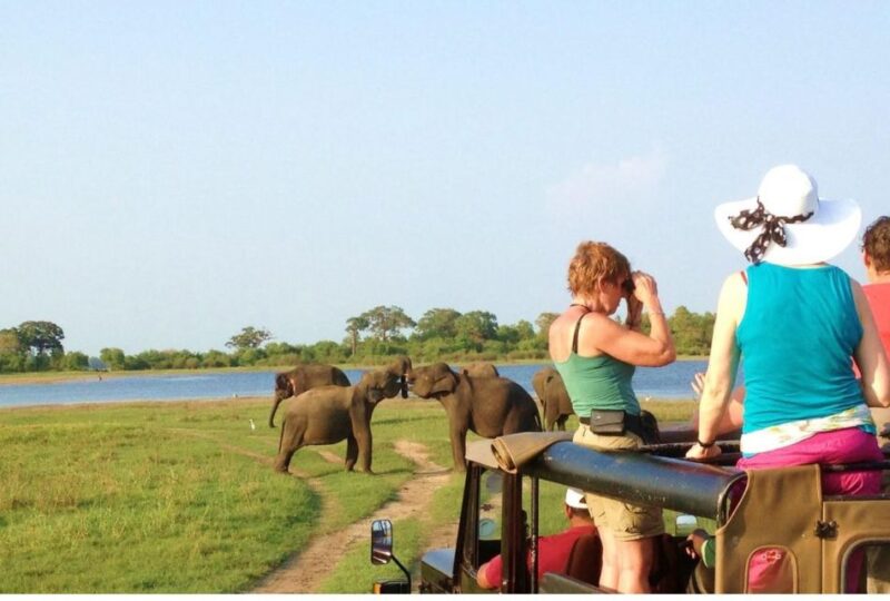 From Dambulla: Full Day Safari at Minneriya National Park - Wildlife Experience and Highlights
