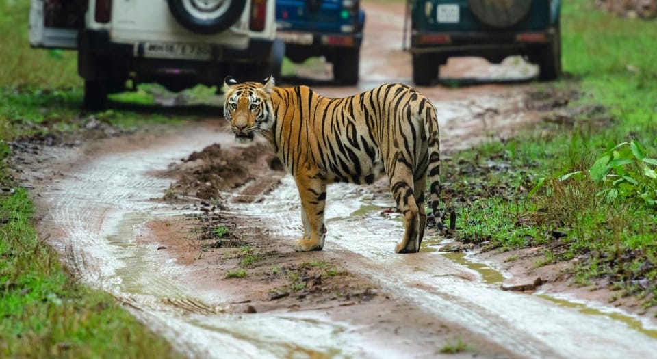 From Delhi 3 Days Tour of Ranthambore Tiger Safari - Day 1: Delhi to Ranthambore