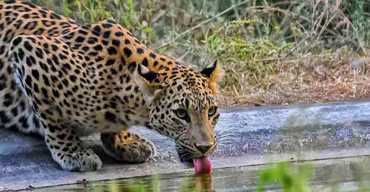 From Delhi: 4-Days Golden Triangle Tour With Leopard Safari - Itinerary Details