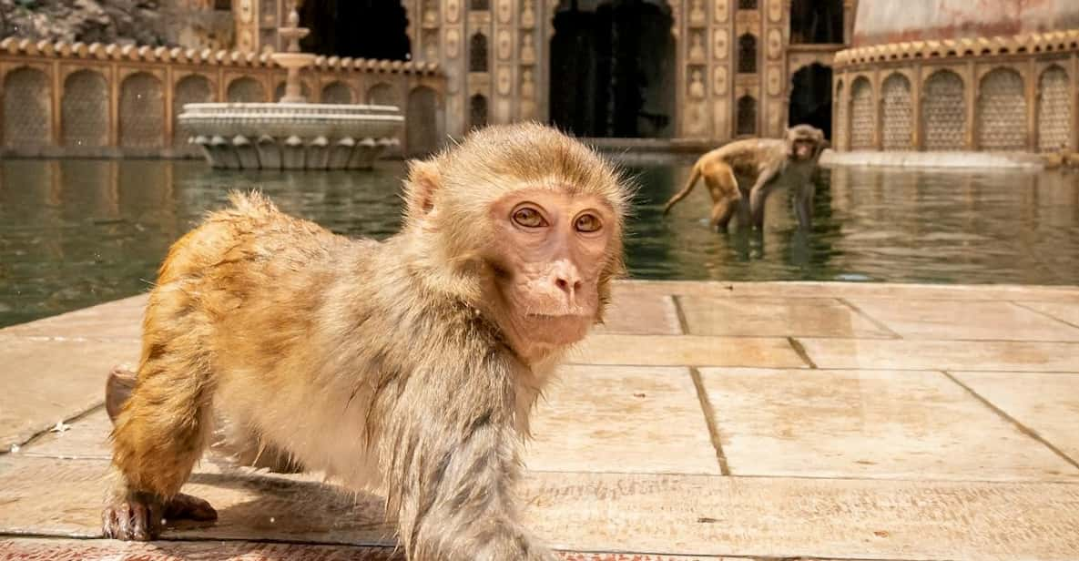 From Delhi: Jaipur Private Day Trip With Monkey Temple - Itinerary Highlights