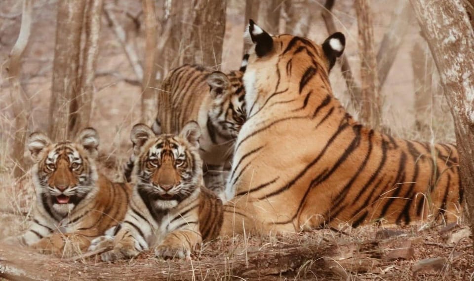 From Delhi: Private Luxury 3 Days Ranthambore Safari Tour - Detailed Itinerary