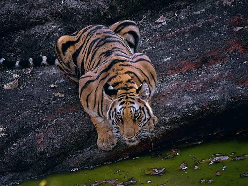 From Delhi: Tiger Safari and Golden Triangle Tour - Highlights of the Experience