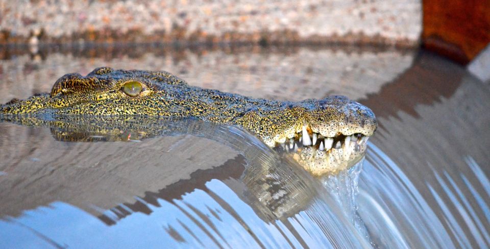 From Durban: St. Lucia Wetlands Boat Ride - Exploring the UNESCO World Heritage Site