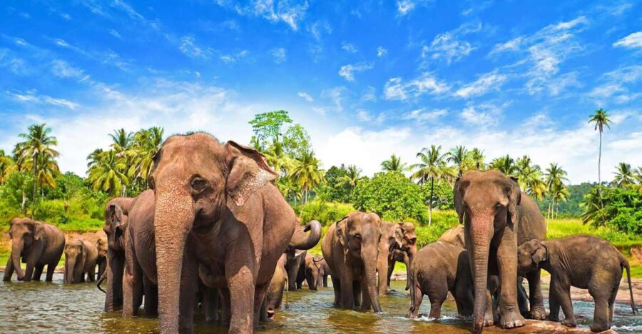 From Ella :- Udawalawa Safari & Elephant Transit Home Tour
