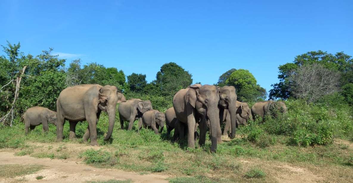 From Ella: Udawalawe National Park Safari Tour - Safari Experience