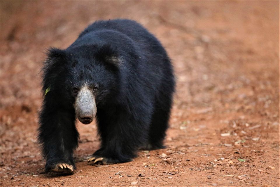 From Galle or Mirissa: Yala Safari With Lunch at Campsite - Safari Experience