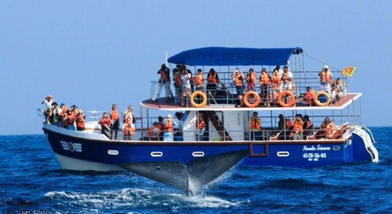 From Galle/Unawatuna: Whales & Dolphin Watching Adventure - Itinerary and Locations