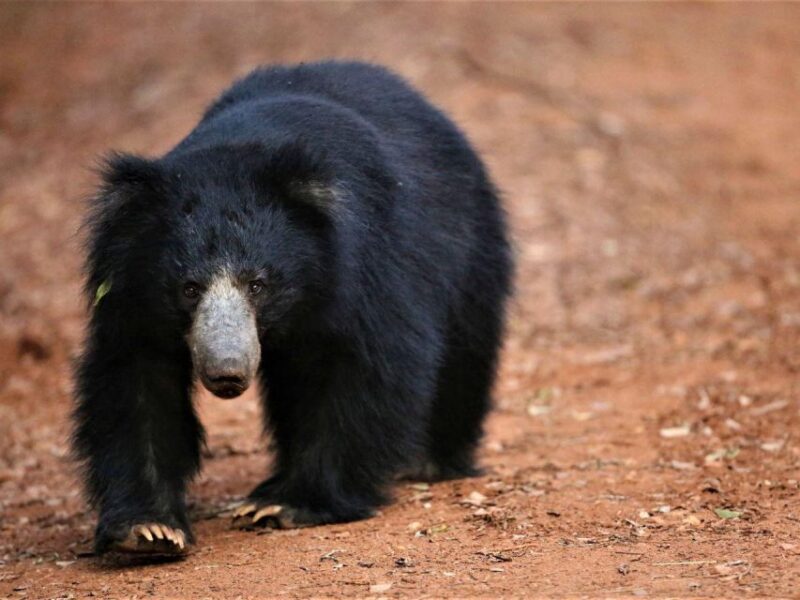 From Hambantota Harbor: Yala Half Day Leopard Safari - Wildlife and Biodiversity of Yala