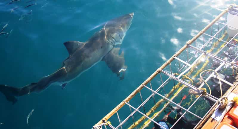 From Hermanus or Cape Town: Shark Cage Diving Experience - Itinerary and Logistics of the Excursion