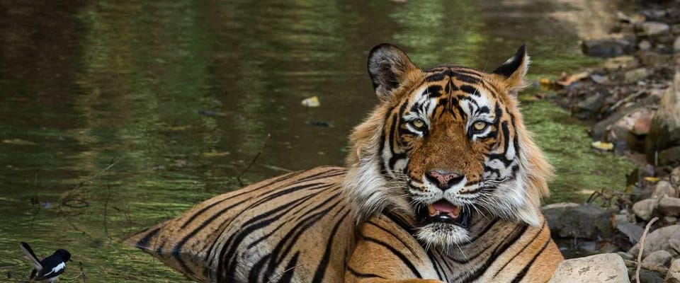 From Jaipur : 2 Days 1 Night Ranthambore Tiger Safari Tour - Tour Itinerary