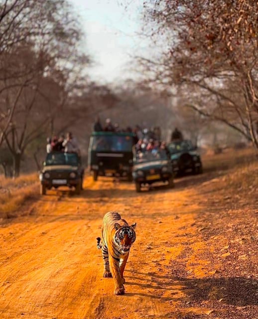 From Jaipur : 2 Days 1 Night Ranthambore Tiger Safari Tour - Itinerary Details