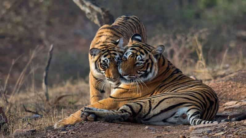 From Jaipur: Ranthambore Tiger National Park Tour (02 Days) - Itinerary Details