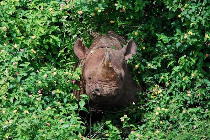 From Kigali: 12 Hour Custom Day Trip for Game Drive in Akagera NP - Included in the Tour