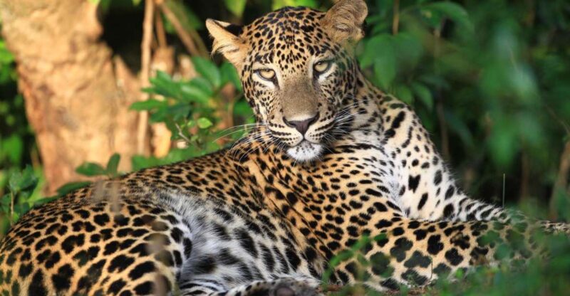 From Negombo: Wilpattu National Park Safari Tour - Itinerary Highlights
