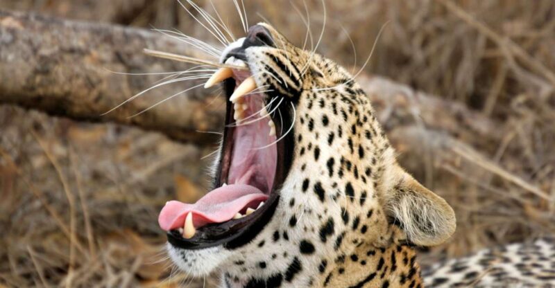 From Tangalle/Hiriketiya: Shuttle to Ella With Yala Safari - Highlights of the Experience