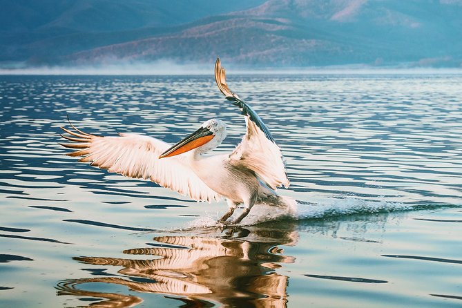 From Thessaloniki: Private Day Trip to Kerkini Lake - Guided Tour Experience