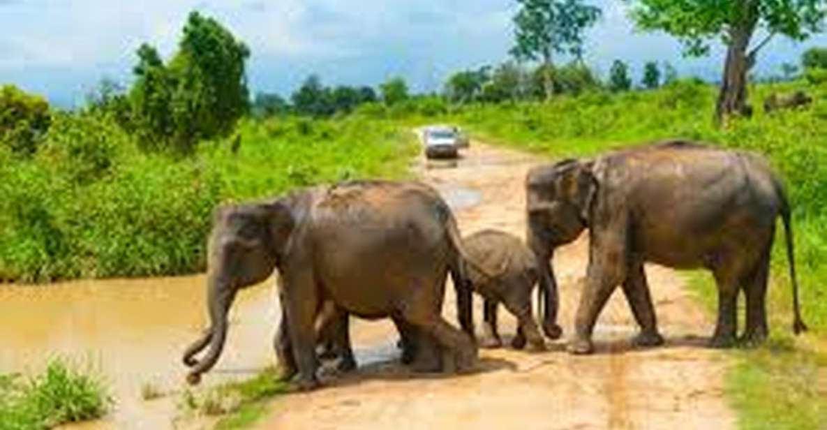 From Udawalawe :-National Park Thrilling Full-Day Safari - Safari Experience and Itinerary