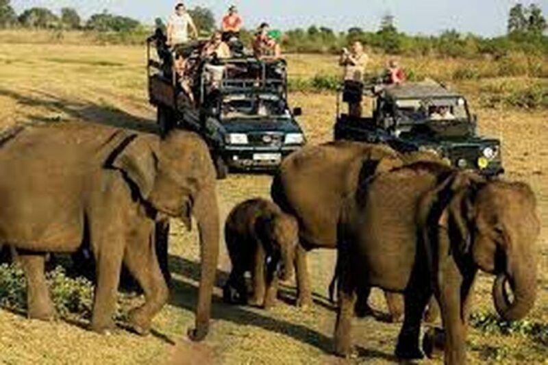 From Udawalawe :-National Park Thrilling Half-Day Safari - Unforgettable Experience and Itinerary