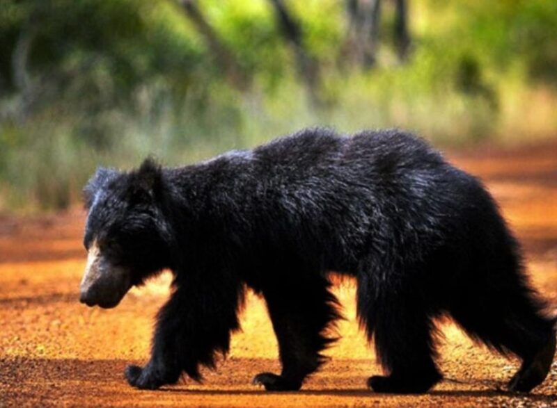From Udawalawe: Safari at Udawalawe National Park - Significance of Udawalawe National Park