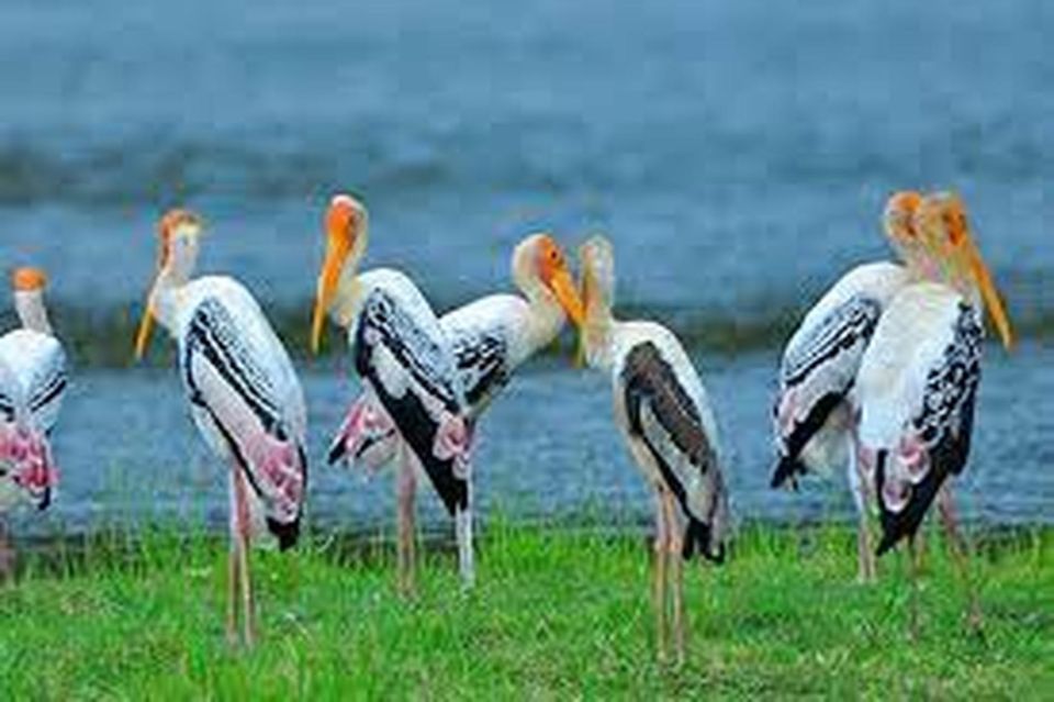 From Yala :- Yala National Park Thrilling Full - Day Safari - Itinerary and Experience