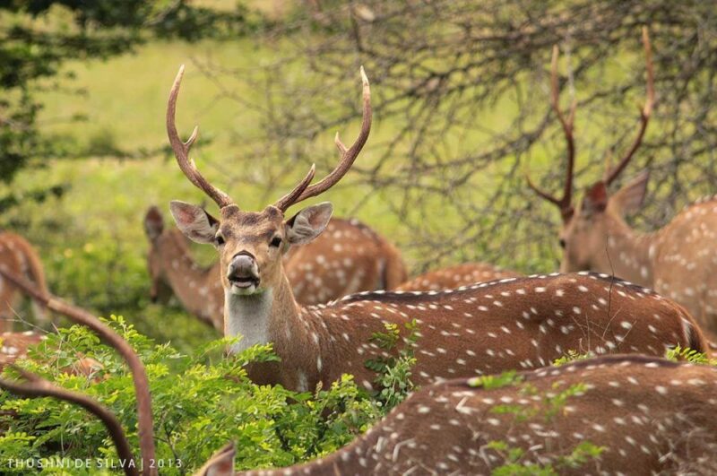 From Yala :- Yala National Park Thrilling Half-Day Safari - Safari Experience